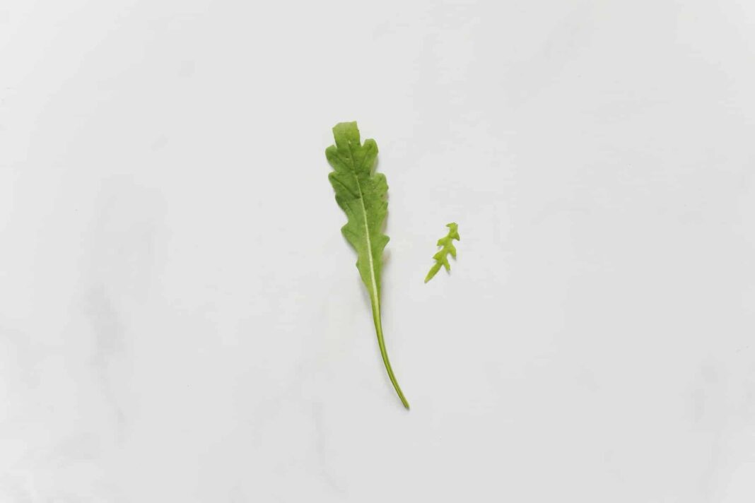 Ρόκα: Ένας Σύμμαχος στον Αγώνα Κατά του Καρκίνου