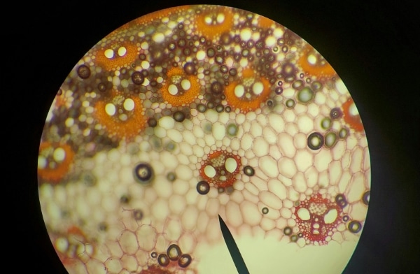 Τι είναι το Καλλιεργημένο Κρέας;