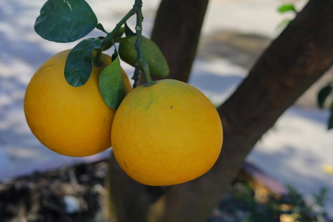 Πομέλο: Μια φυσική προστατευτική ασπίδα για την καρδιά μας