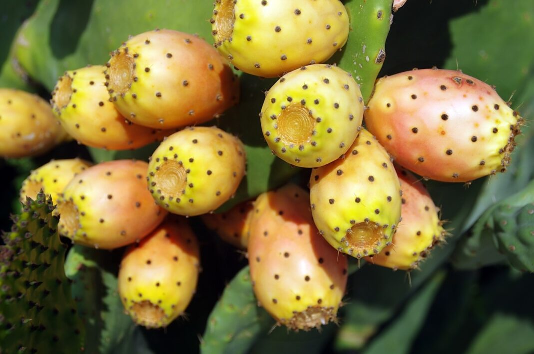 Φραγκόσυκο: Φυσικό Γιατρικό για τη Δυσκοιλιότητα