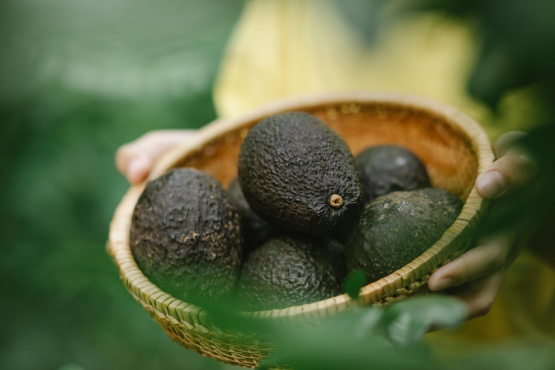 avocado 4