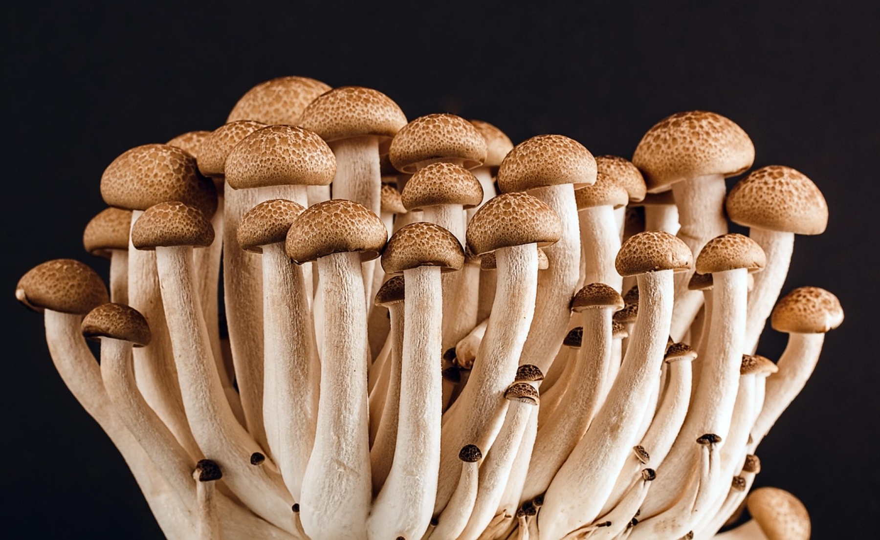 Fungi-based foods: Ένα βιώσιμο και θρεπτικό μέλλον στη διατροφή