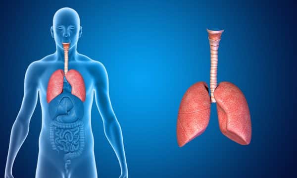 pnefmones e1632469292325