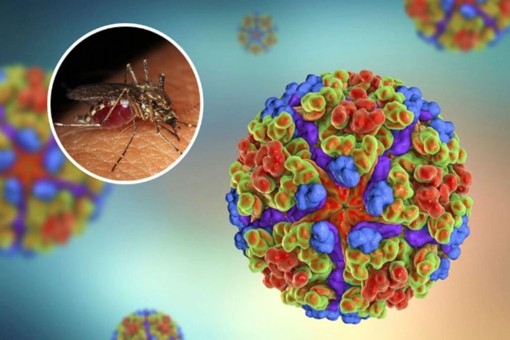 Τα Τ κύτταρα στοχεύουν τον ιό Chikungunya