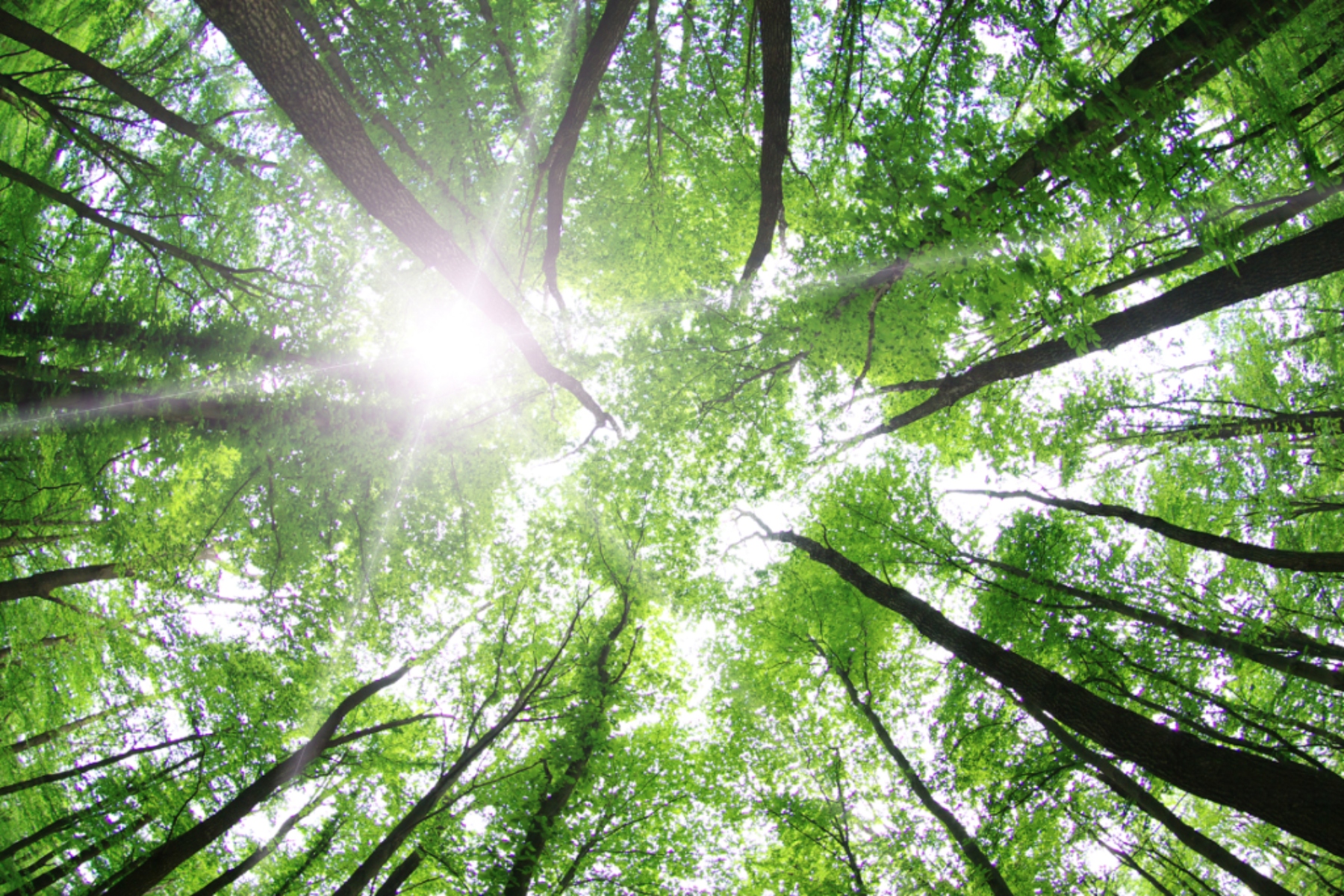 Forest bathing: Το εικονικό μπάνιο στο δάσος ανακουφίζει από το άγχος