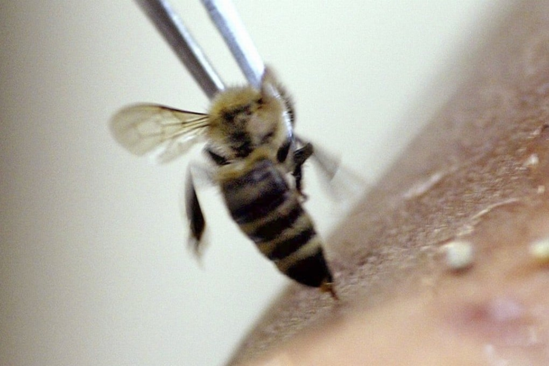 Microneedles: Μικρο-βελόνες με έμπνευση από το τσίμπημα της μέλισσας